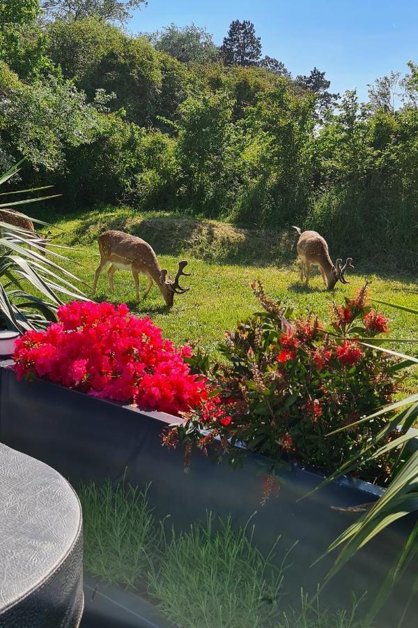 B&B Het Duinhuisje Met Jacuzzi, Gratis Parkeren, 2 Fietsen Te Leen, Airco Zandvoort Exteriér fotografie